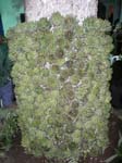 carciofi 023