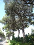 Ladispoli 1060