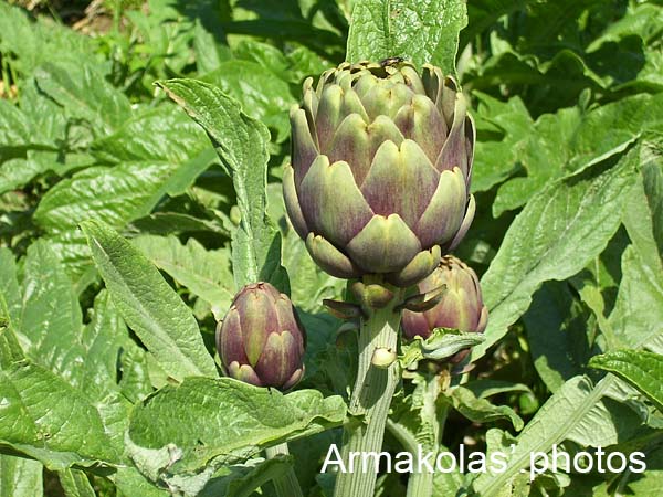 agginara_2006-003