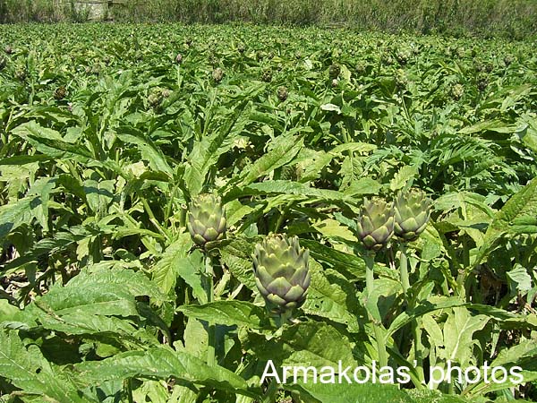 agginara_2006-004