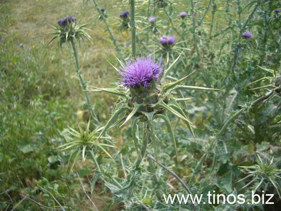 artichoke 076