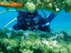 diving4