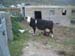 cowherd 083