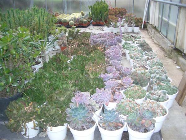 greenhouse 003