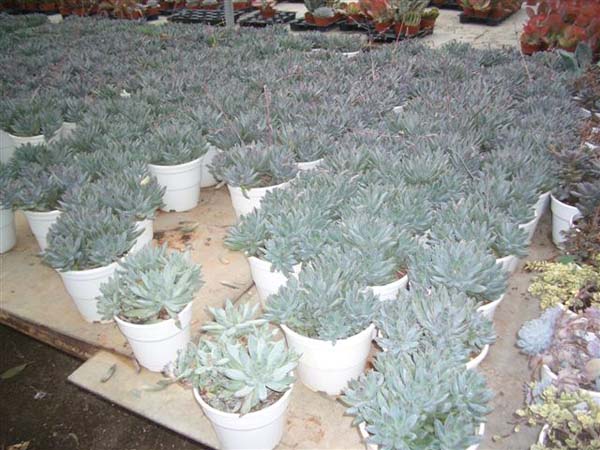 greenhouse 004