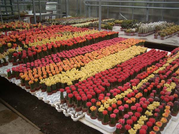 greenhouse 007