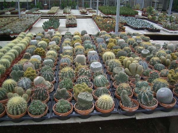 greenhouse 008