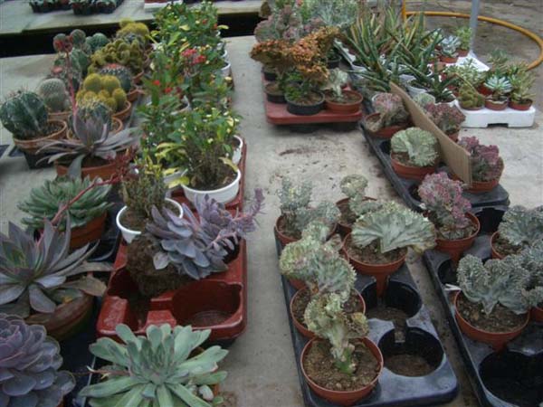 greenhouse 009