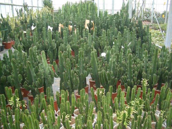 greenhouse 010