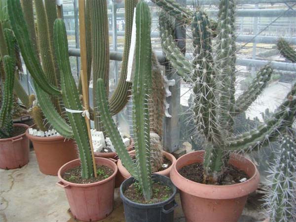 greenhouse 011