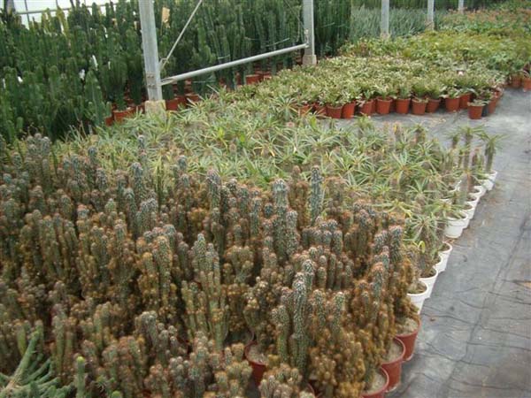greenhouse 015