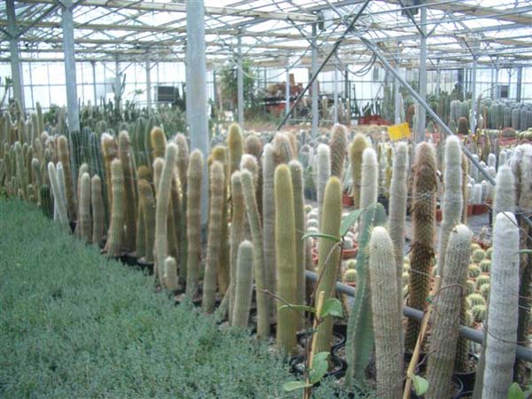 greenhouse 016