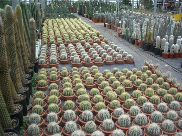 greenhouse 017