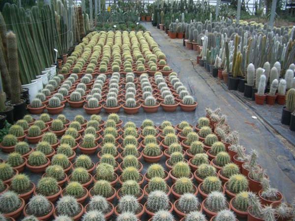 greenhouse 018