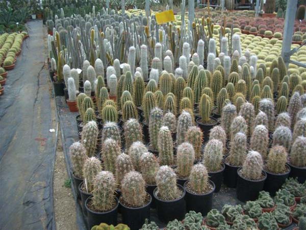 greenhouse 019