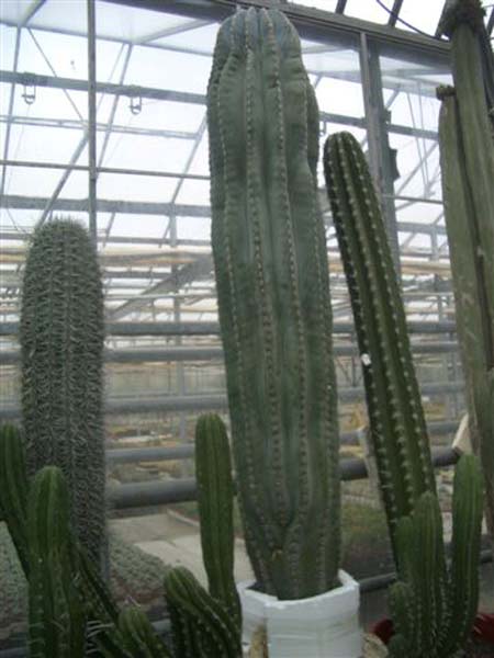 greenhouse 020