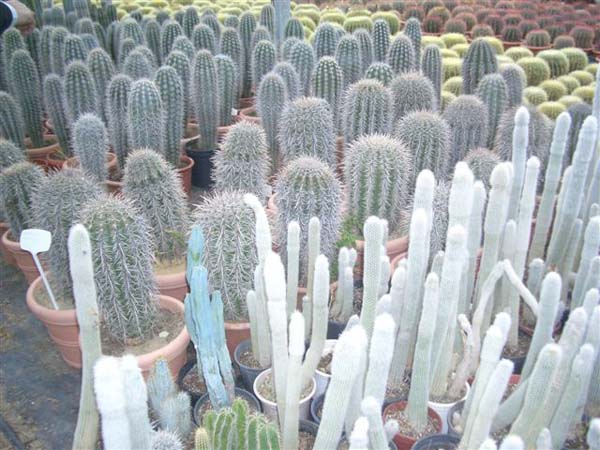 greenhouse 021