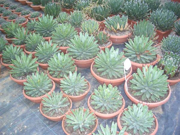 greenhouse 023