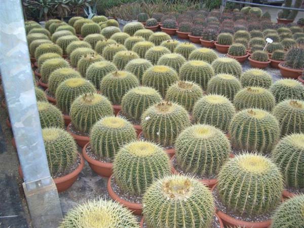 greenhouse 025