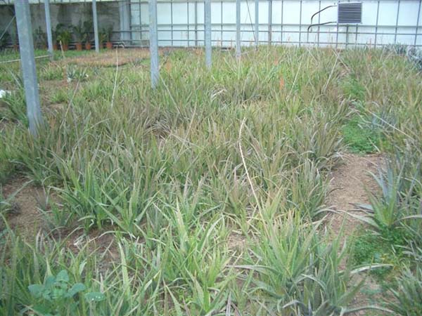 greenhouse 028