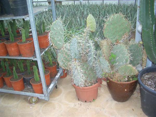 greenhouse 030