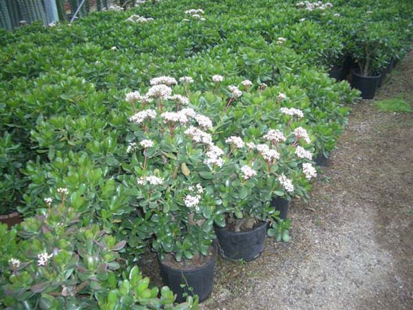 greenhouse 032