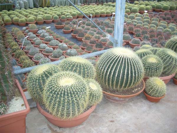 greenhouse 033