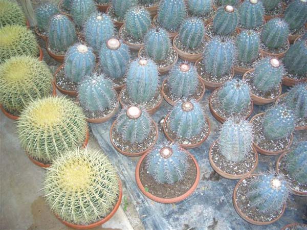 greenhouse 035