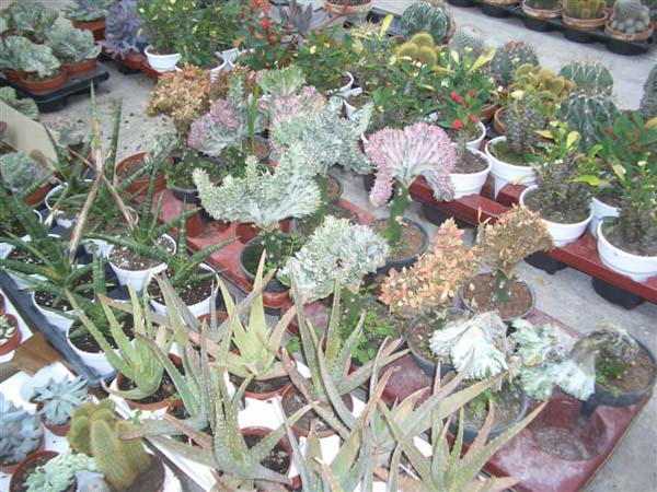 greenhouse 036