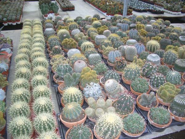 greenhouse 037
