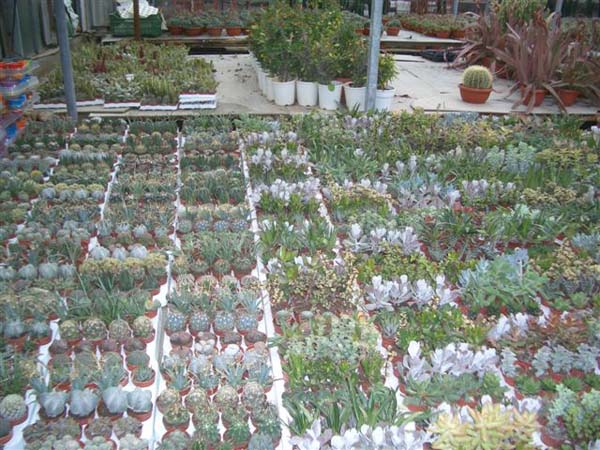 greenhouse 038