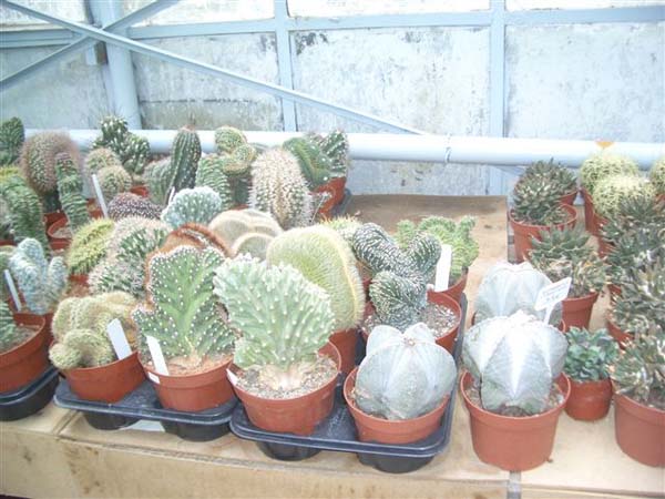 greenhouse 040