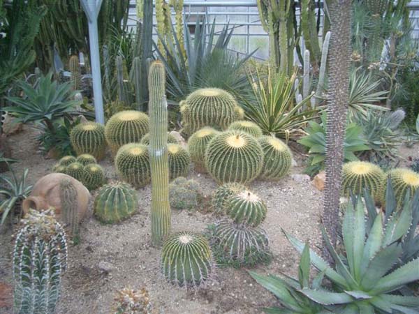 greenhouse 043