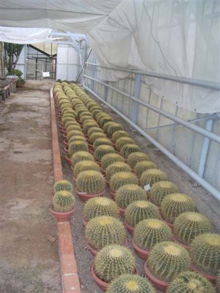 greenhouse 045