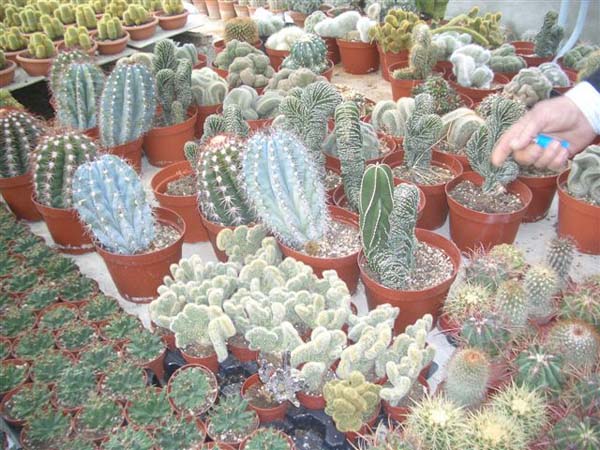 greenhouse 046