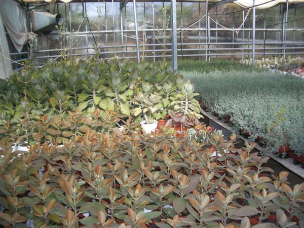 greenhouse 049