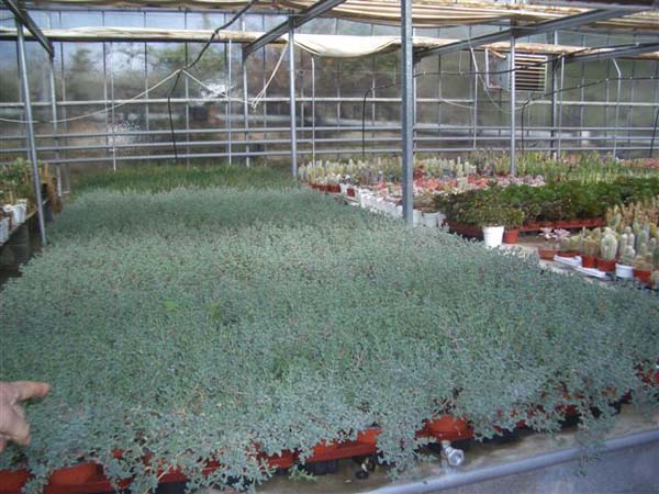 greenhouse 050