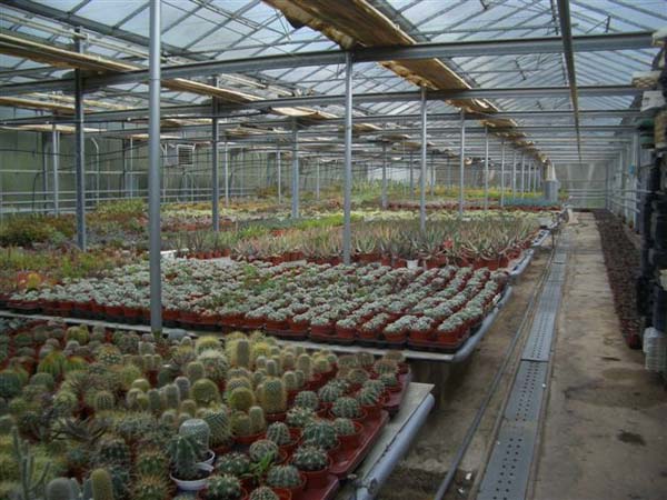 greenhouse 051