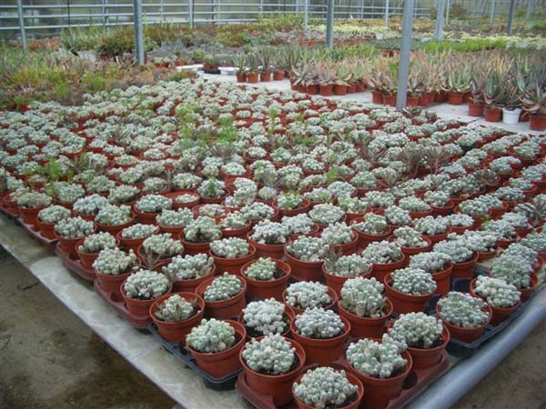 greenhouse 052