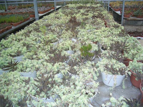 greenhouse 053
