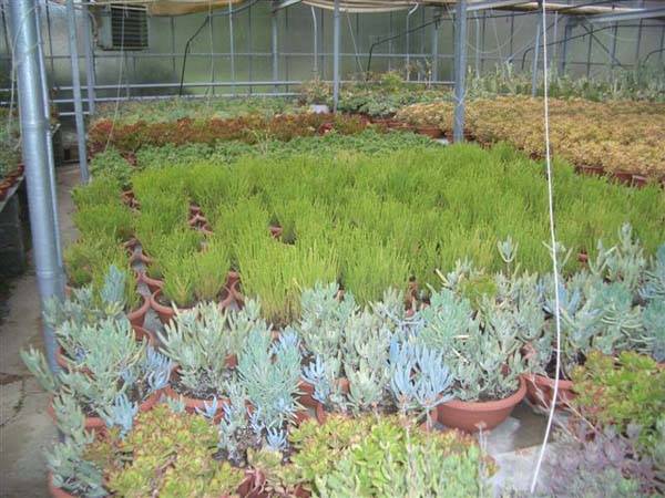 greenhouse 054