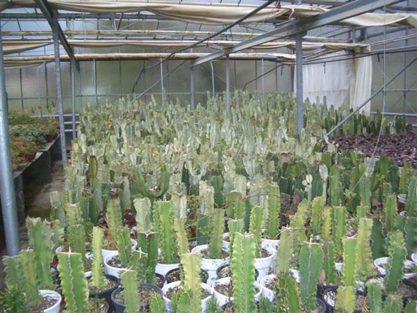 greenhouse 055