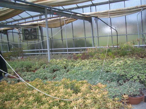greenhouse 056