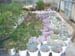 greenhouse 003