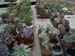 greenhouse 009