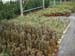 greenhouse 015
