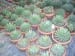 greenhouse 023
