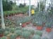 greenhouse 024