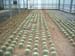 greenhouse 029