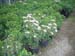greenhouse 032